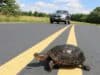Vermont man killed trying to rescue turtle on Florida Interstate
