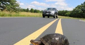 Vermont man killed trying to rescue turtle on Florida Interstate