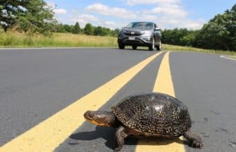 Vermont man killed trying to rescue turtle on Florida Interstate