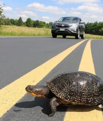 Vermont man killed trying to rescue turtle on Florida Interstate