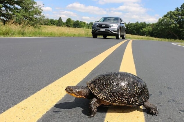 Vermont man killed trying to rescue turtle on Florida Interstate