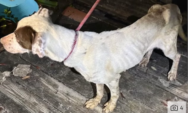 Jessica Copeland, Palataka, Florida woman leaves teen son & seven emaciated dogs in feces strewn home for two weeks to on Las Vegas vacation. 