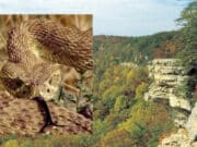 Hiker dies after rattlesnake bite at Tennessee state park