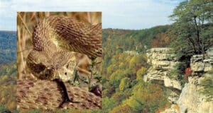 Hiker dies after rattlesnake bite at Tennessee state park