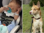One week old baby, Jason Anthony Weaver mauled to death by family husky-pit bull mix at Indiana home