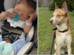 One week old baby, Jason Anthony Weaver mauled to death by family husky-pit bull mix at Indiana home