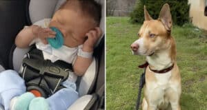 One week old baby, Jason Anthony Weaver mauled to death by family husky-pit bull mix at Indiana home