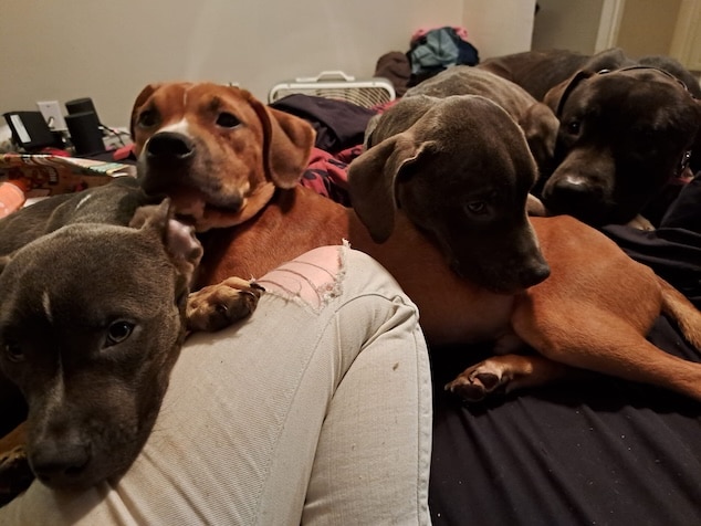 Monica Emerson, Daytona Beach, Florida woman mauled to death by her own 4 dogs after epileptic episode.