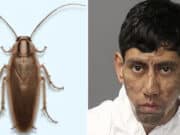 Alexis Najera Hernandez, Albuquerque, New Mexico man blames cockroach for sending him encrypted message instructing him to go shoot & kill two men