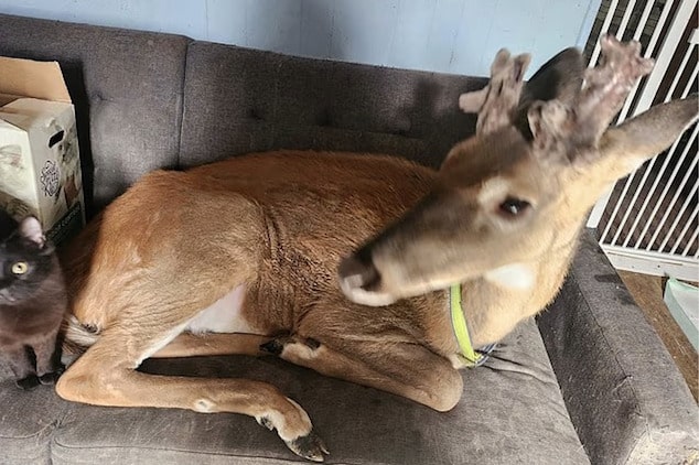 Jodi Proger mauled to death by deer she had rescued and was trying to domesticate only for the wild animal to escape an enclosure and attack her.