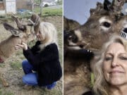 Jodi Proger mauled to death by deer she had rescued and was trying to domesticate only for the wild animal to escape an enclosure and attack her.