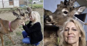 Jodi Proger mauled to death by deer she had rescued and was trying to domesticate only for the wild animal to escape an enclosure and attack her.