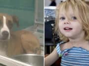 Parents of OKC toddler, Locklynn Rose McGuire killed in dog attack charged with first degree murder