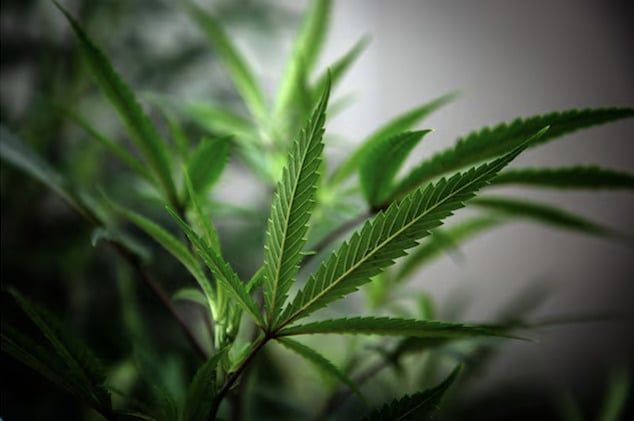 A patient's guide to getting Pennsylvania medical marijuana card