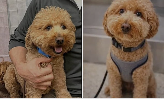 Germiran Bryson abandons puppy at Las Vegas’ Harry Reid International Airport after unable to produce documentation to bring service dog on board JetBlue flight.