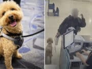 Germiran Bryson abandons puppy at Las Vegas’ Harry Reid International Airport after unable to produce documentation to bring service dog on board JetBlue flight.