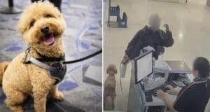 Germiran Bryson abandons puppy at Las Vegas’ Harry Reid International Airport after unable to produce documentation to bring service dog on board JetBlue flight.