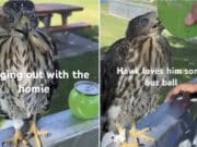 Los Angeles man gets jail time for serving baby hawk alcohol