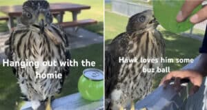 Los Angeles man gets jail time for serving baby hawk alcohol