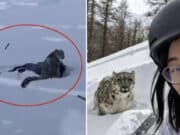 Female tourist mauled by snow leopard trying to take selfie at ski resort in northern China.
