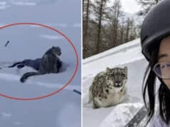 Female tourist mauled by snow leopard trying to take selfie at ski resort in northern China.