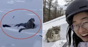 Female tourist mauled by snow leopard trying to take selfie at ski resort in northern China.