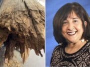 Paula Budin lawsuit: retired school teacher killed by falling wooden pole