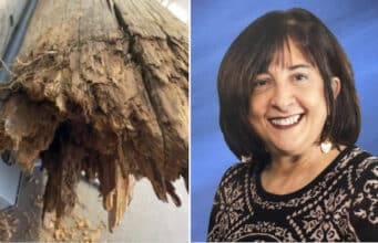 Paula Budin lawsuit: retired school teacher killed by falling wooden pole