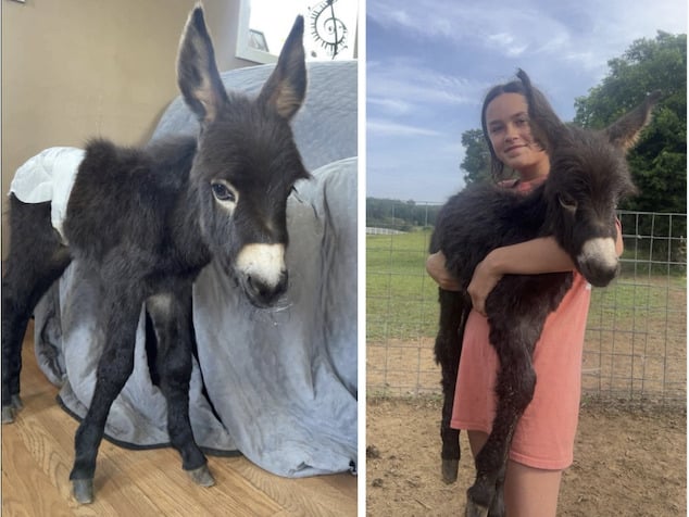 Hannah Israel, baby donkey Heehaw shot dead by police during search for missing person at Elsberry Riding and Farm in Polk County , Georgia.