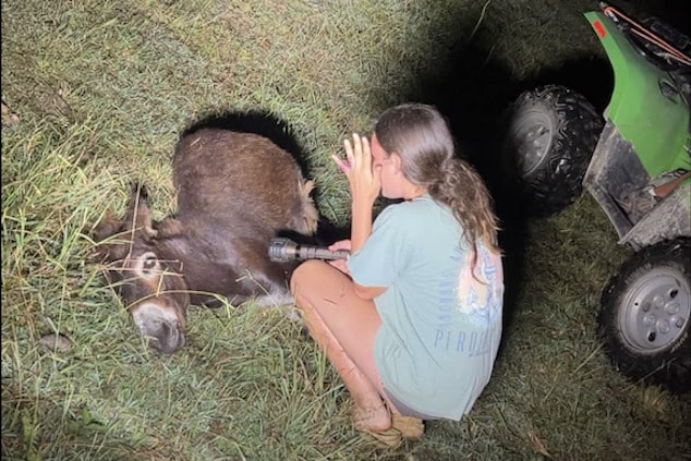 Hannah Israel, baby donkey HeeHaw shot dead by police during search for missing person at Elsberry Riding and Farm in Polk County , Georgia.