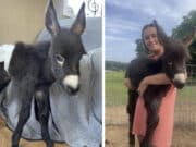 Hannah Israel, baby donkey Heehaw shot dead by police during search for missing person at Elsberry Riding and Farm in Polk County , Georgia.