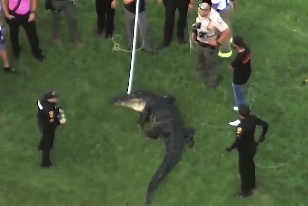Steven Hamilton, Florida fisherman killed in alligator attack at Lake Apopka, Dr. Bradford Memorial Park